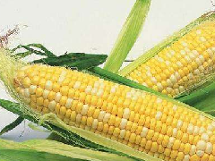 玉米检测