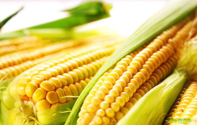 玉米非转基因检测