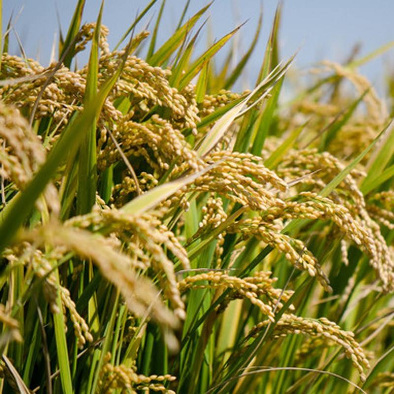 水稻转基因检测