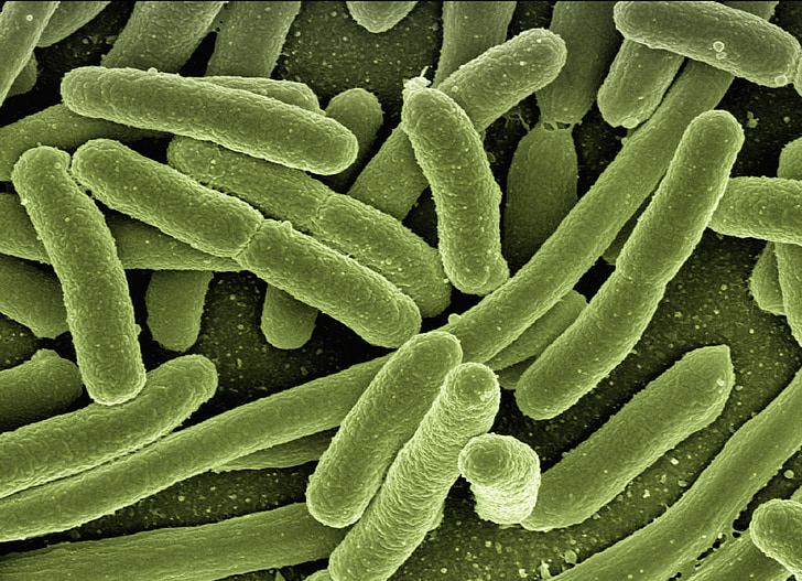 食品微生物大肠菌群检测