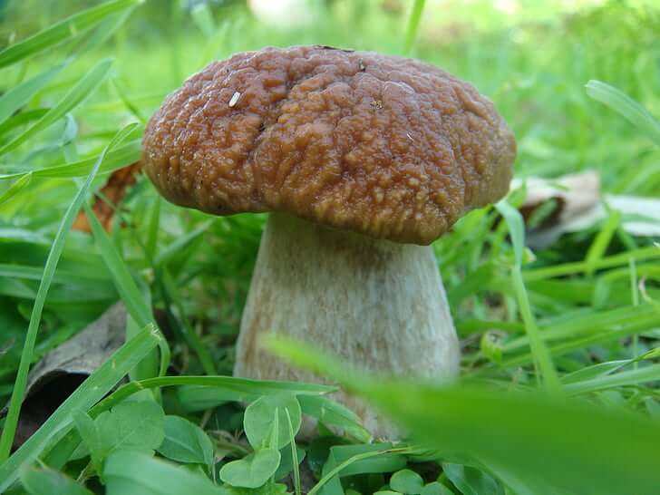 食品中重金属检测