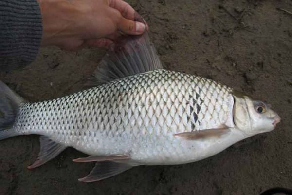 鲮鱼成分检测