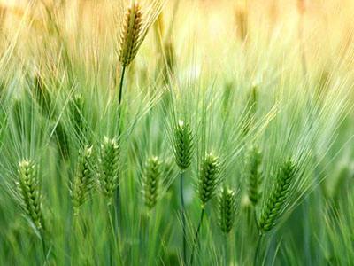 小麦转基因检测
