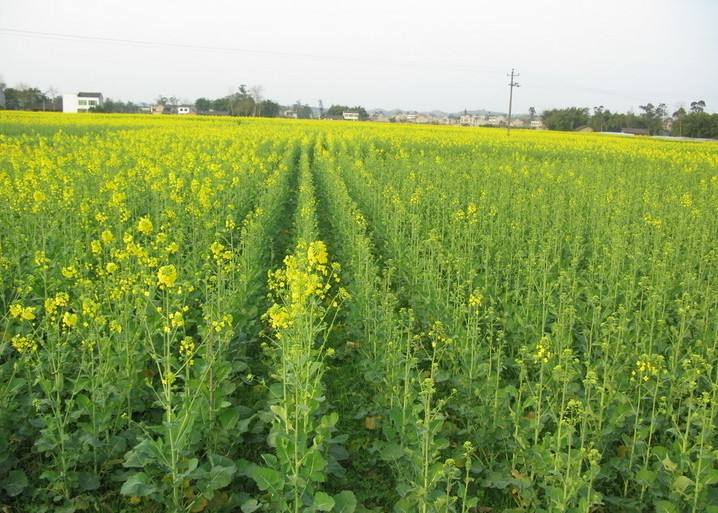 油菜转基因检测